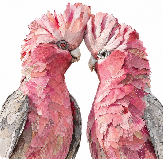 GALAH MIXED MEDIA